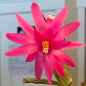 Meet your Posher, Cynthia